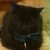 :iconkatie11247: