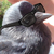 :iconkatieandgg: