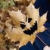 :iconkatierox342: