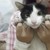:iconkatocchi: