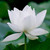 :iconkatrin0404: