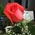 :iconkatrouv: