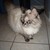 :iconkatryna121: