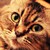 :iconkatscheru: