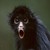 :iconkatt107: