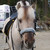 :iconkattinjaard: