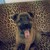 :iconkattoy120v: