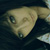 :iconkatya-yuffik: