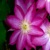 :iconkatydid491: