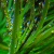 :iconkatze-flugel: