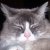 :iconkatze407: