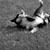 :iconkatzenchen: