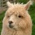 :iconkaunisvalhe: