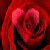 :iconkawaii-kiichi: