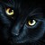 :iconkawaii-kuroi-neko: