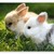 :iconkawaii-obsesed:
