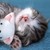 :iconkawaiinekokitty: