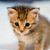 :iconkawaiinekokreayshawn:
