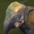 :iconkawette: