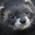 :iconkay-chi: