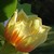 :iconkay-sparrow: