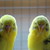 :iconkayab1914: