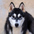 :iconkayaroskane: