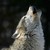 :iconkaydawolf: