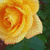 :iconkaylamorton: