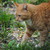 :iconkaylee-cat: