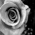 :iconkayply114: