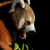 :iconkaytanaphoenix: