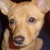 :iconkaytis-mutt-stock: