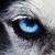 :iconkaywolf13: