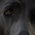 :iconkayzar: