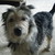 :iconkazkay-the-dragon: