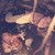 :iconkbscreations: