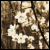 :iconkehhuat: