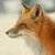 :iconkeishathefox: