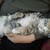 :iconkeivan520: