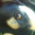 :iconkeksteig: