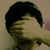 :iconkeleer: