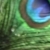 :iconkelip: