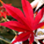 :iconkellaigh: