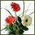 :iconkelly-jade: