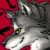 :iconkennywolf360: