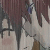 :iconkenshinneko: