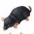 :iconkentuckyfriedmole: