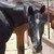 :iconkentuckyhorseluv: