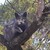 :iconker-ca-razey-tiger-j: